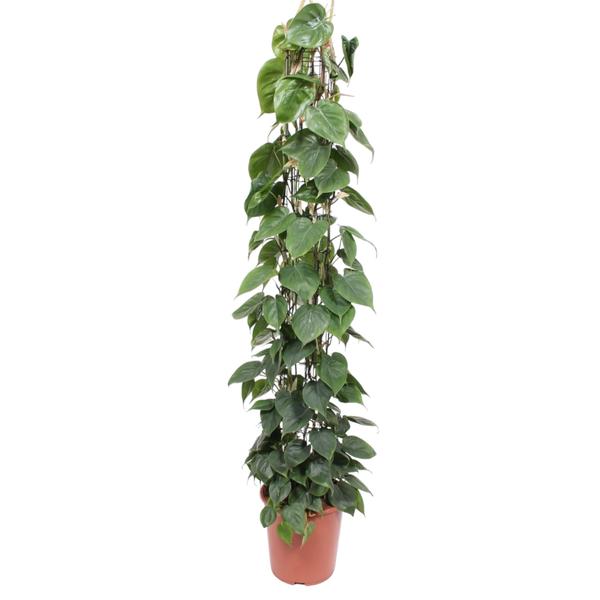 Philodendron Scandens gaasrek – 160 cm – ø27