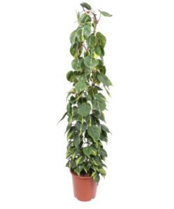 Philodendron Scandens Brasil gaasrek – 160 cm – ø27