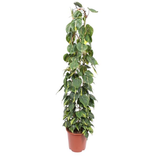 Philodendron Scandens Brasil gaasrek – 160 cm – ø27