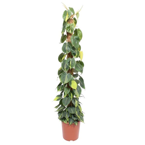 Philodendron Scandens Brasil mosstok – 150 cm – ø27