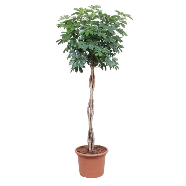 Schefflera Arboricola Compacta gevlochten stam – 190 cm – ø40