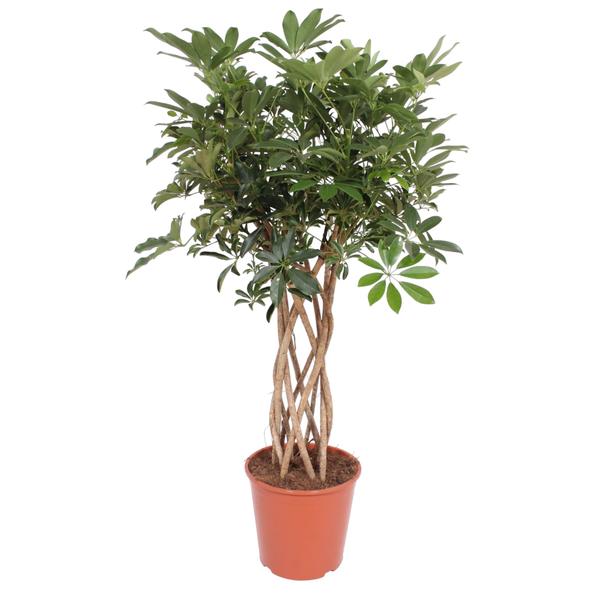 Schefflera Arboricola Compacta gevlochten stam – 140 cm – ø30