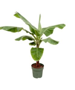 Bananenplant (Musa) – ↕150 cm – Ø30 cm