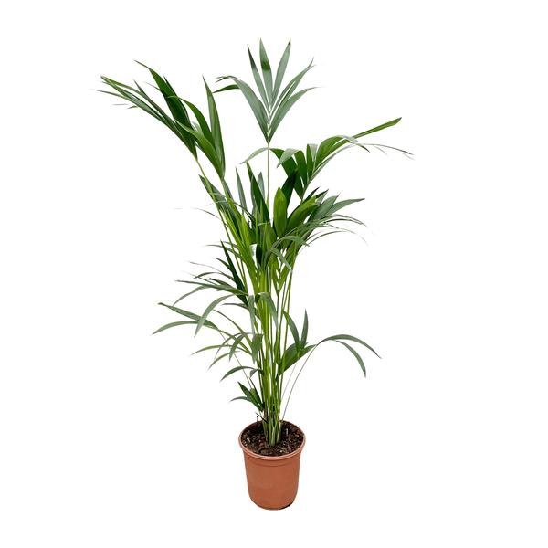 Kentia palm – 160cm – Ø24