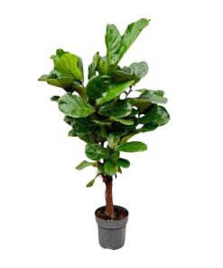 Ficus Lyrata vertakt – 150cm – ø24