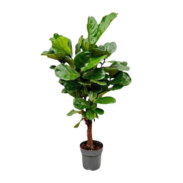 Ficus Lyrata vertakt – 150cm – ø24