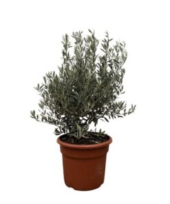 Olea Europaea struik – 130cm- ø35