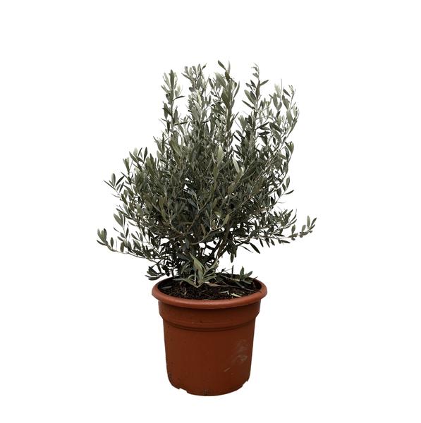 Olea Europaea struik – 130cm- ø35