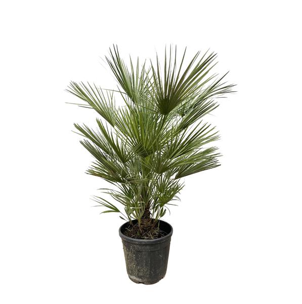 Chamaerops Humilis struik – 150cm- ø30