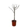 Ficus Carica op stam – 100 cm – Ø20