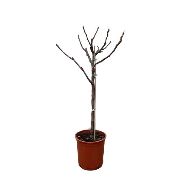 Ficus Carica op stam – 100 cm – Ø20