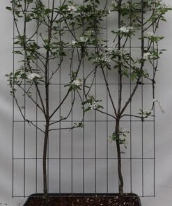 Malus domestica ‚Duo-appel‘ – ↨180cm – 1 pcs