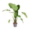 Alocasia Portodora – 150 cm – ø 32 cm