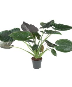 Alocasia Wentii – ↕120 cm – ø 32 cm