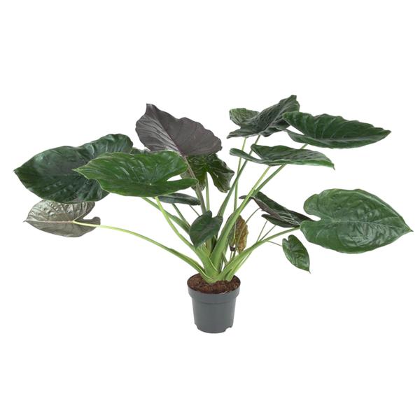 Alocasia Wentii – ↕120 cm – ø 32 cm