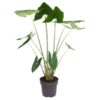 Alocasia Zebrina – ↕130 cm – ø 32 cm