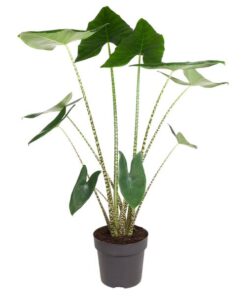 Alocasia Zebrina – ↕130 cm – ø 32 cm