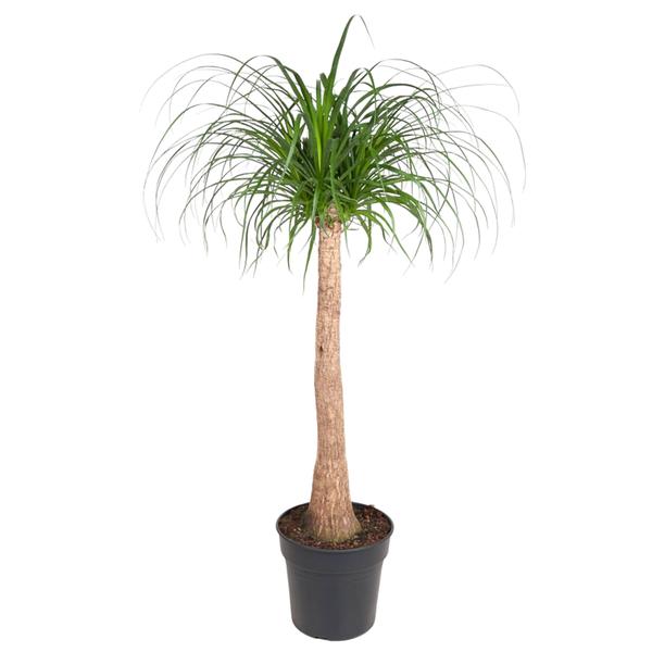 Beaucarnea stam – 130 cm – ø32