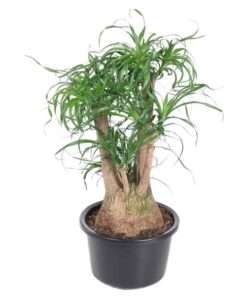 Beaucarnea vertakt – 100 cm – ø38