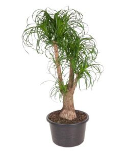 Beaucarnea vertakt – 130 cm – ø44