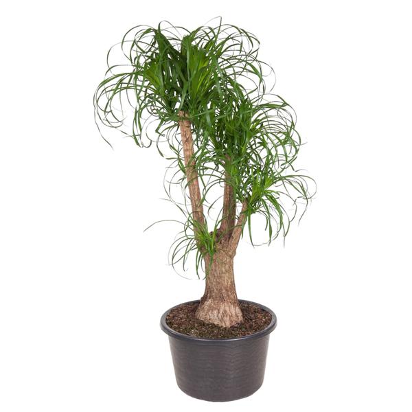 Beaucarnea vertakt – 130 cm – ø44