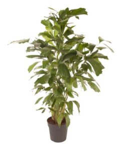 Caryota Mitis – ↕150 cm – ø27 cm