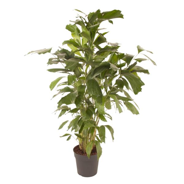 Caryota Mitis – ↕150 cm – ø27 cm