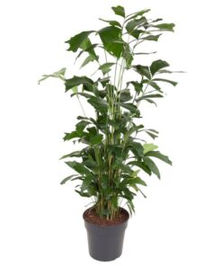 Caryota Mitis – Fischschwanzpalme – ↕160 cm – ø31 cm