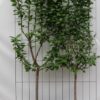 Prunus avium ‚Duo-kers‘ – ↨180cm – 1 pcs