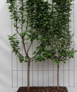 Prunus avium ‚Duo-kers‘ – ↨180cm – 1 pcs