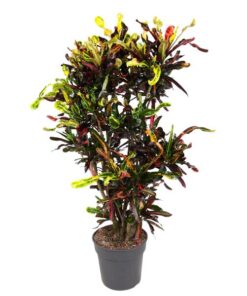 Codiaeum Mammi vertakt – 120 cm – ø31