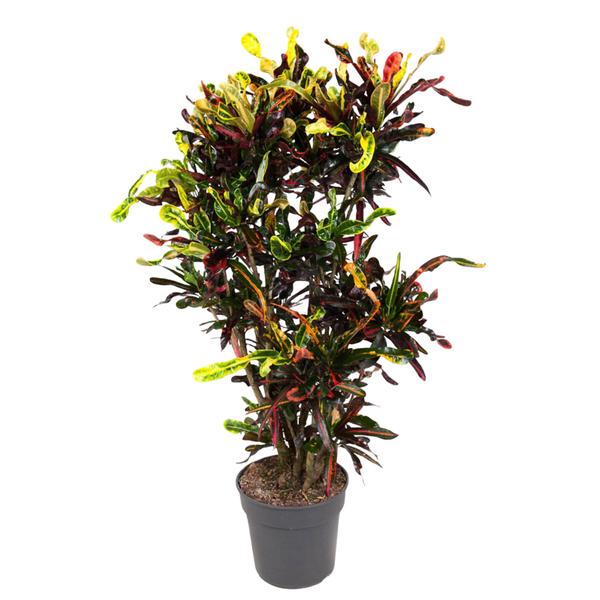 Codiaeum Mammi vertakt – 120 cm – ø31