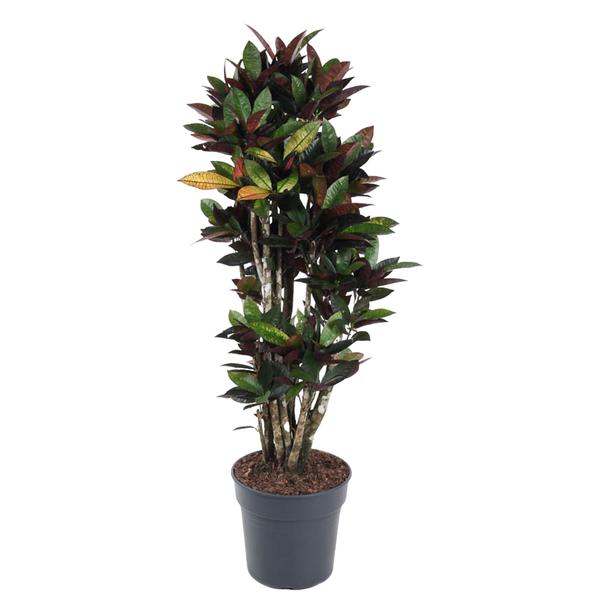 Codiaeum Mrc Iceton vertakt – 140 cm – ø31