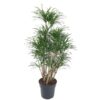 Dracaena Anita vertakt – 140 cm – ø31