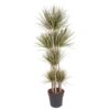 Dracaena Bicolor Carrousel – 180 cm – ø34