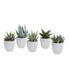 Gasteria/Haworthia-Mischung 5,5cm – 5x – in witte pot