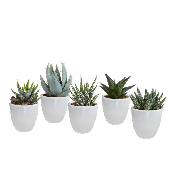 Gasteria/Haworthia-Mischung 5,5cm – 5x – in witte pot