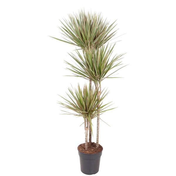 Dracaena Bicolor – 150 cm – ø24