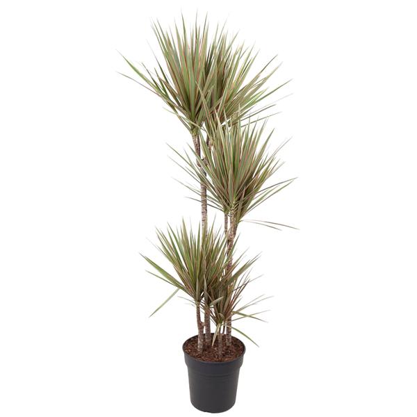 Dracaena Bicolor – 160 cm – ø27