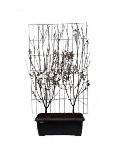 Prunus cer. ‚Nigra‘ – ↨180cm – 1 pcs