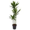 Dracaena Cintho – 160 cm – ø24