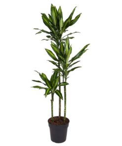 Dracaena Cintho – 160 cm – ø24