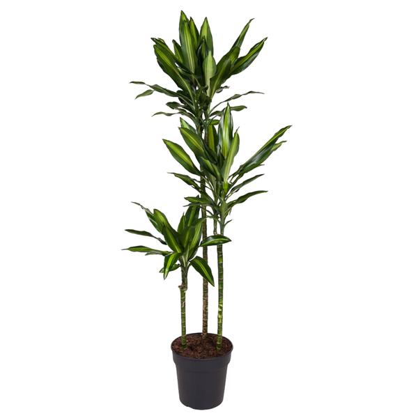 Dracaena Cintho – 160 cm – ø24