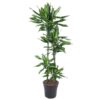 Dracaena Cintho – 150 cm – ø27