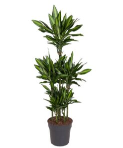 Dracaena Cintho Carrousel – 140 cm – ø31