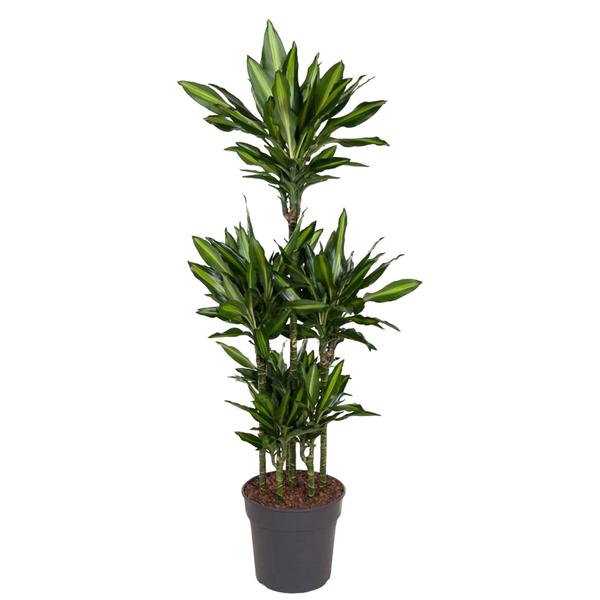 Dracaena Cintho Carrousel – 140 cm – ø31