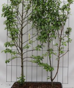 Pyrus communis ‚Duo-peer‘ – ↨180cm – 1 pcs