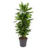 Dracaena Cintho vertakt – 120 cm – ø27