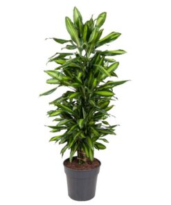 Dracaena Cintho vertakt – 120 cm – ø27