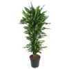 Dracaena Cintho vertakt – 150 cm – ø31